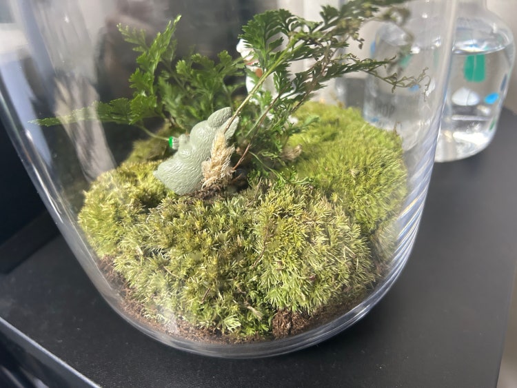 이끼고사리 비바리움 질문 지식in 