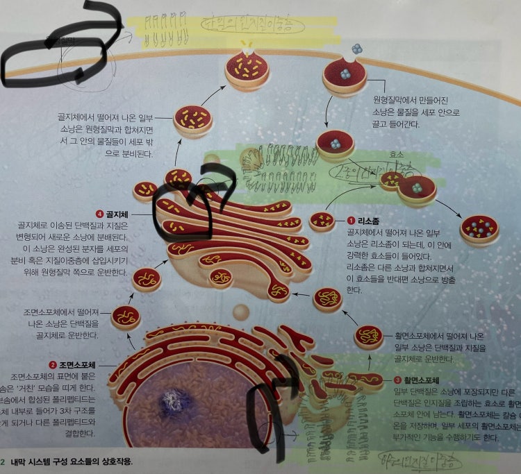 핵막, 세포막 : 지식iN