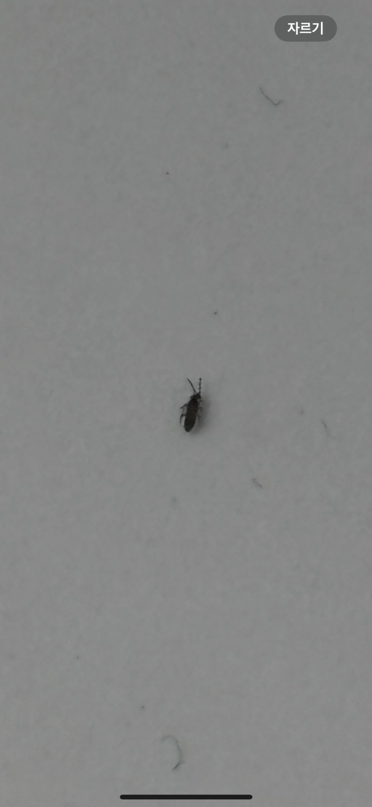 엄청 작은 더듬이 달린 벌레 : 지식iN