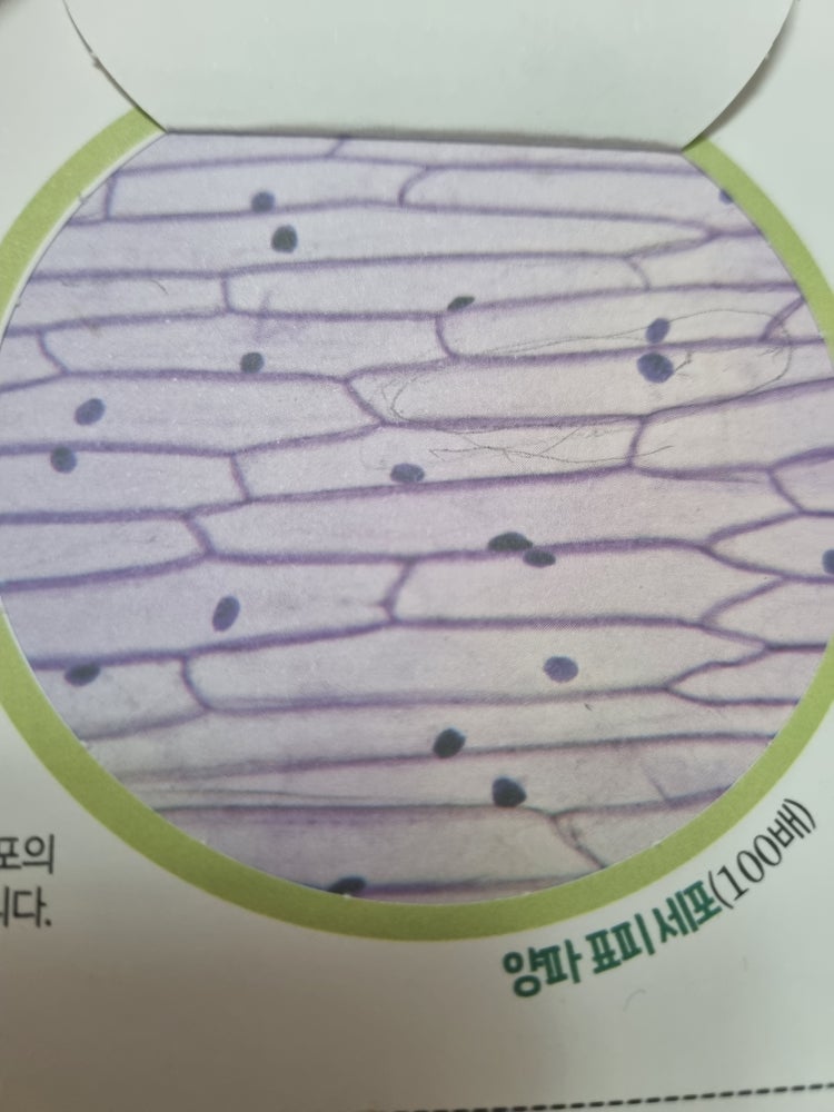 세포막 세포벽 핵 : 지식iN