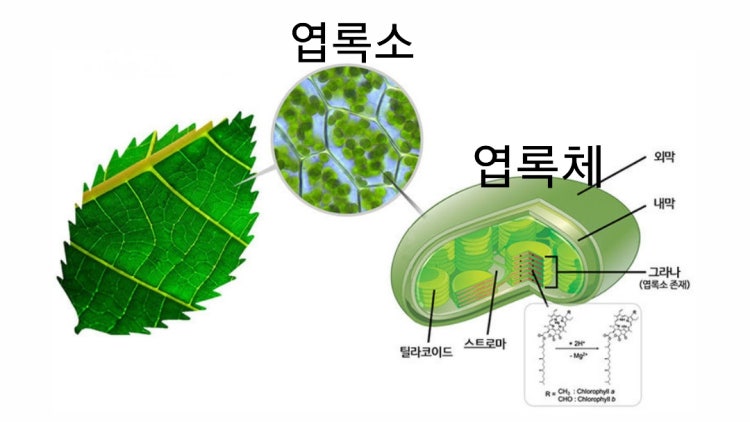 엽록체 엽록소 : 지식iN