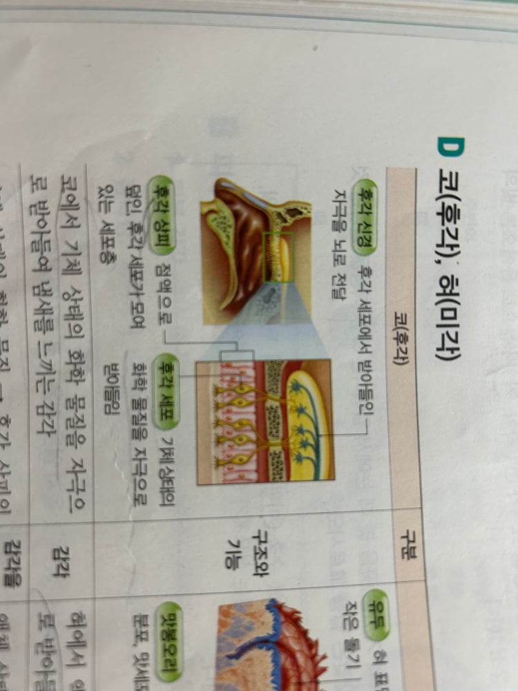 후각상피의 후각세포 : 지식iN