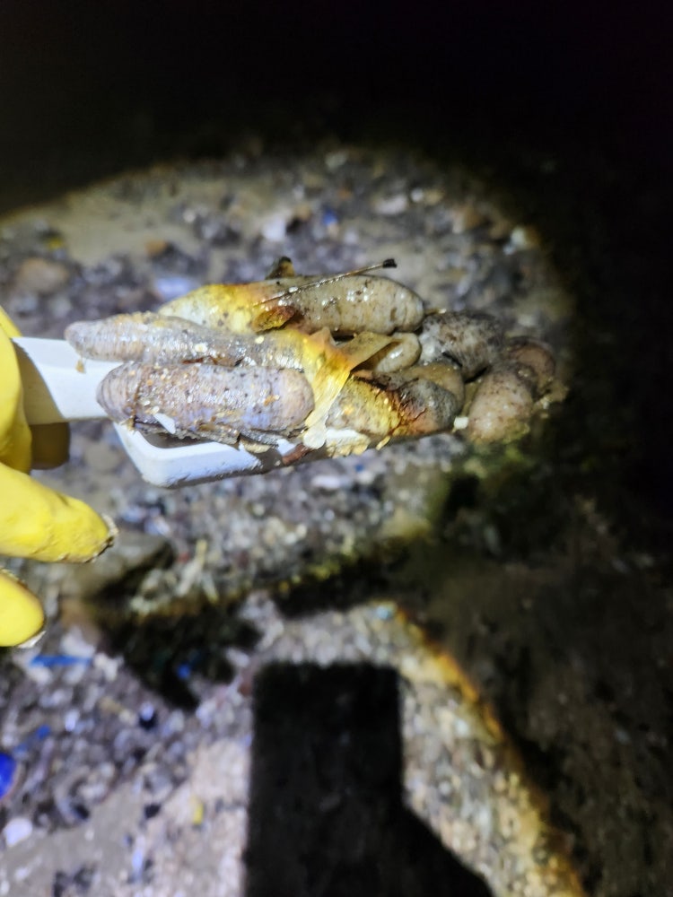 지인이 발견한 이 바다 생물 정체가 궁금해요의 1번 째 이미지