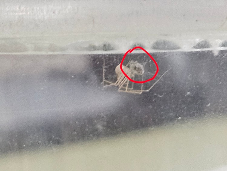 유렁거미가 이름모를 새끼거미를 잡아먹었어요 : 지식iN