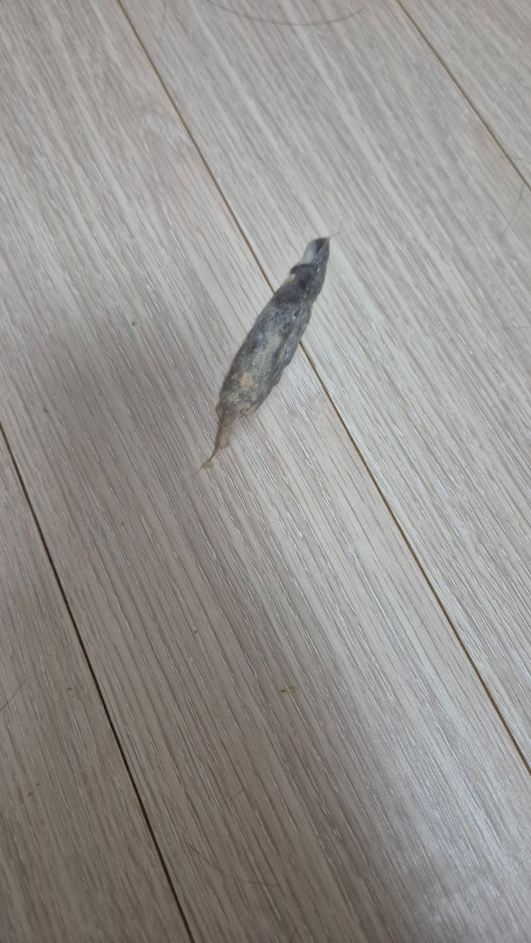 (고양이 토 사진 있음) 고양이 털 토 : 지식iN