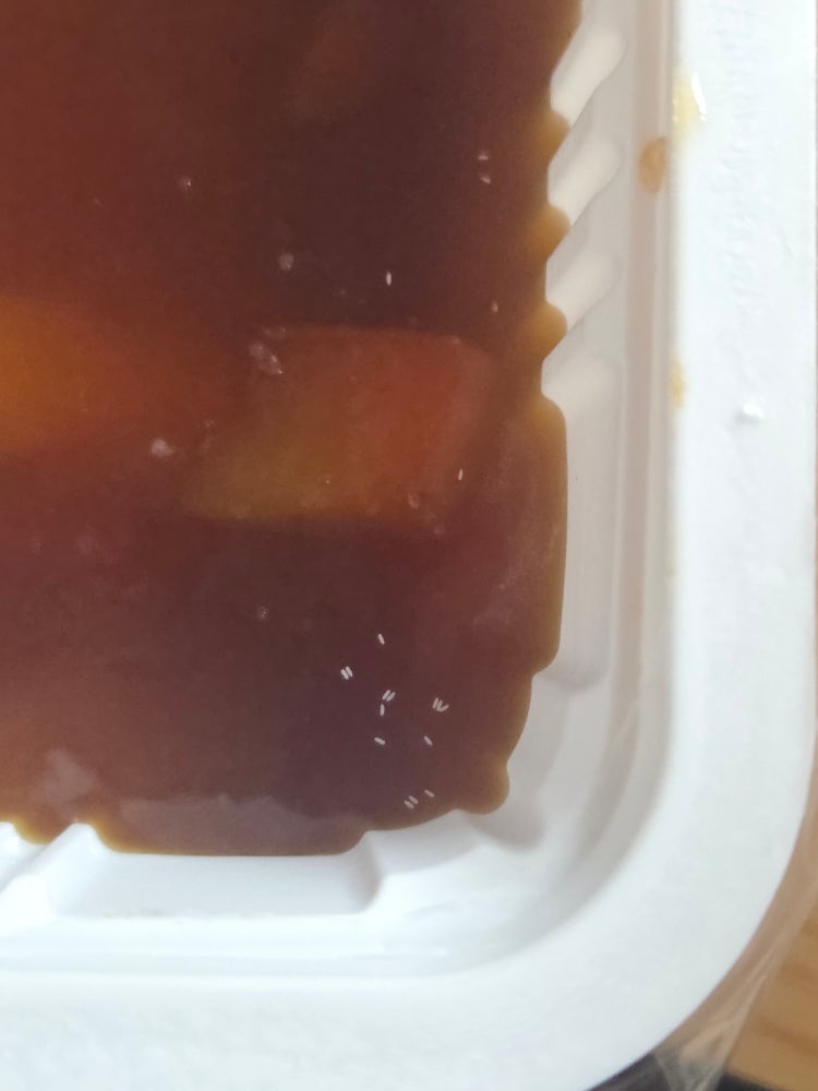 벼룩파리 알 어떻게 생겼나요? : 지식iN