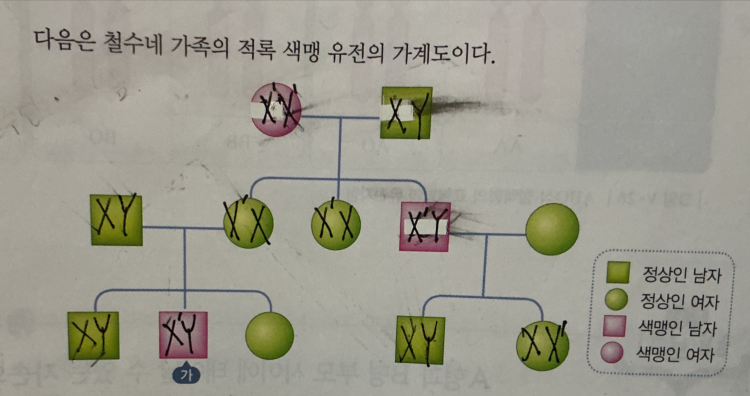 색맹 유전 가계도 : 지식iN