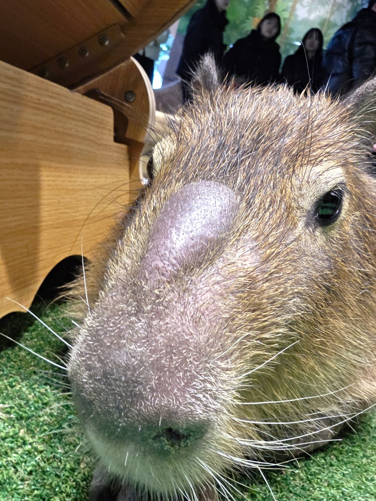 피파모바일 무과금유저입니다 팀평해주실분 ㅈㅂㅈㅂㅈㅂㅈㅂ