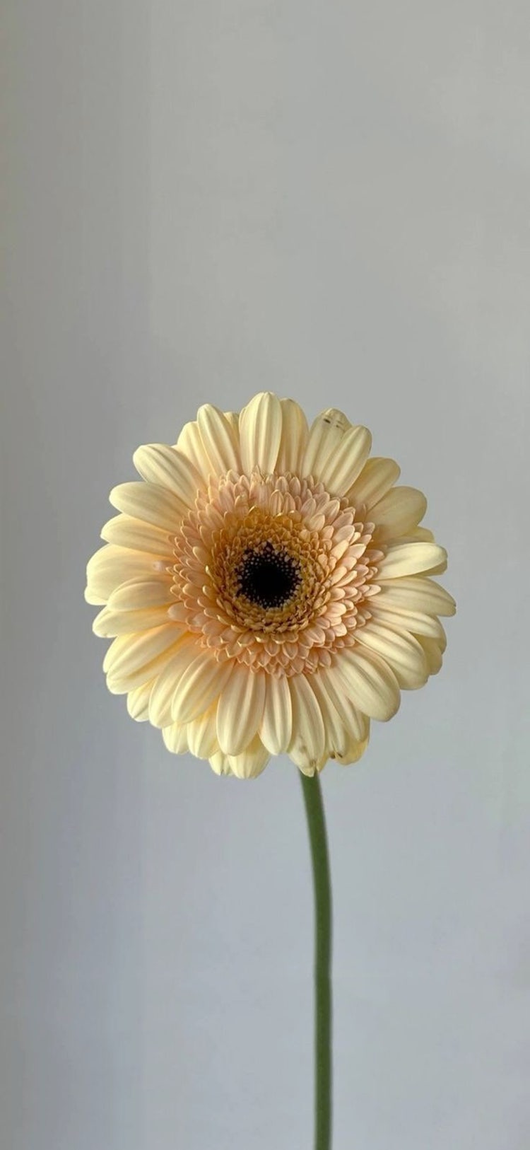 배경화면 사이즈 아이폰16프로 사이즈로 만들어주세여