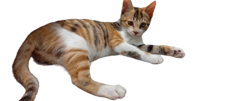 고양이 사진 누끼 따주세요 티셔츠 제작할건데 고양이 사진 누끼 따주세요