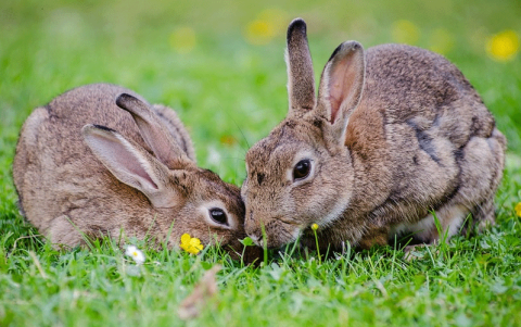 토끼랑 친해지는 법 모아보기!