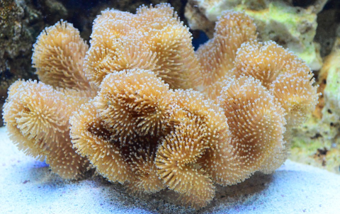 어항 속 화려한 꽃, 애완 산호