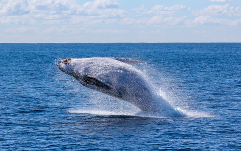 세상에서 가장 큰 포유류, 고래