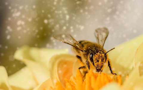 달콤한 꿀을 모으는 벌들의 세계